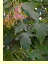 Клен приречный (Acer ginnala Maxim) Клен приречный (Acer ginnala Maxim)